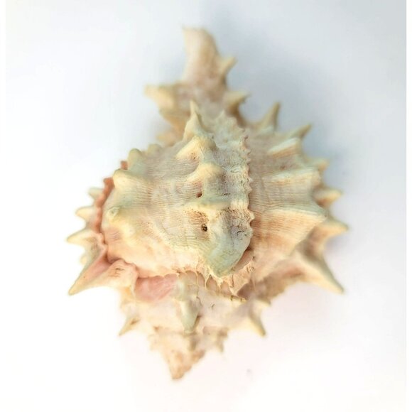 Vintage Pink Murex Conch Shell Conus Marmoreus Bandaus Lamarch  JH1361 - Picture 4 of 14